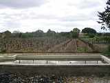 Vinefields behind the pool