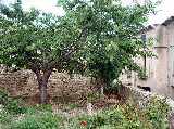 thumb_526_cherries.jpg